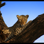 Safari photo Kenya Florent Perville